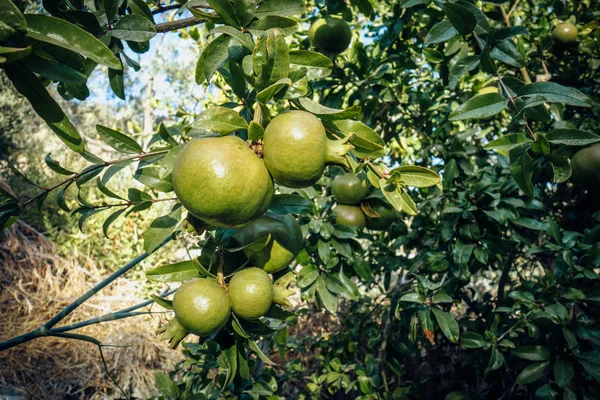 Πράσινη Ομάδα Ροδιού Δέντρο Βιολογικά Τρόφιμα — Φωτογραφία Αρχείου