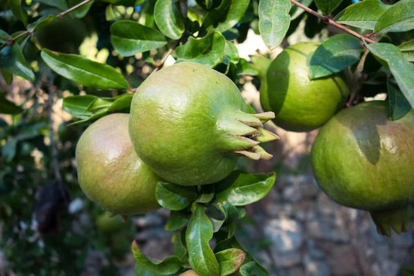 Πράσινη Ομάδα Ροδιού Δέντρο Βιολογικά Τρόφιμα — Φωτογραφία Αρχείου