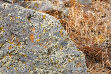 Khakassia, Rusya'da pürüzsüz tepelerde sarı sonbahar çim çevrili liken kaplı kaya taşları görünümünü alan sığ derinliği