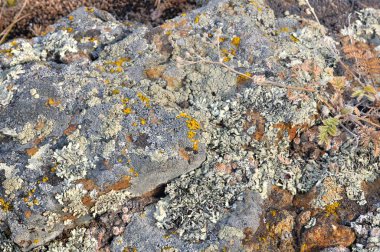 Khakassia, Rusya'nın pürüzsüz tepelerde sarı sonbahar çim çevrili liken kaplı kaya taşları