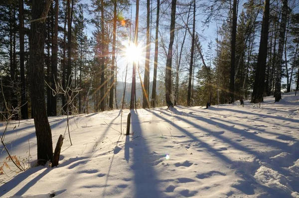 Довгі Тіні Дерев Снігу Зимовий Ліс Stolby Природи Святилище Красноярську Ліцензійні Стокові Зображення