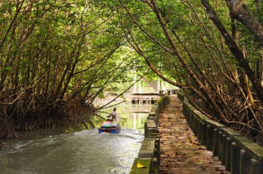 Mangrov orman tropik Koh Chang Adası Tayland Trat il içinde beton kaldırım