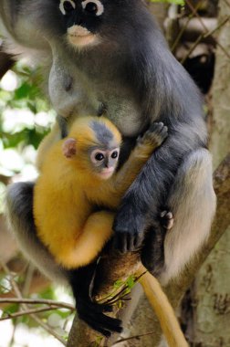 Kadın gölgeli langur maymun, gölgeli yaprak maymun, gözlüklü langur maymun, (Trachypithecus burnu) sarı bebek maymun orman Prachuap Khiri Khan il Tayland ile