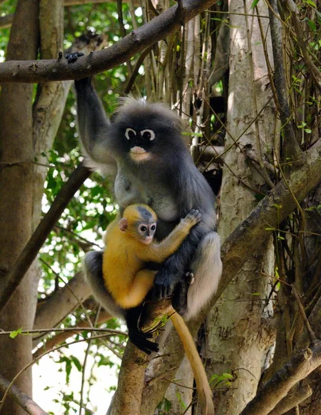 Mono Lánguido Hembra Mono Hoja Oscura Mono Lánguido Anteojos Trachypithecus —  Fotos de Stock