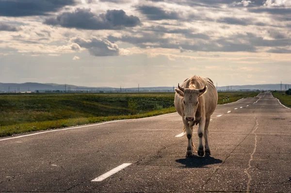Cow walking on the asphalt road to the horizon backlit by sunset sun in steppe at Khakassia, Russia.