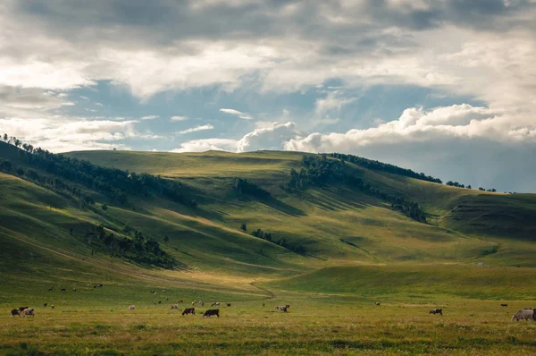 Césped Colinas Cubiertas Árboles Estepa Bajo Las Nubes Espectaculares Cielo —  Fotos de Stock