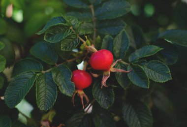İki kırmızı Kuşburnu çilek dal.