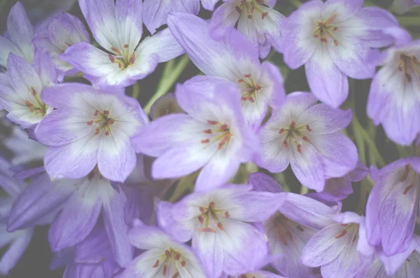 Jemné lila květy nataženými Clarkia v zahradě — Stock fotografie