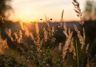 Gün batımı sırasında alanında altın spikelets.