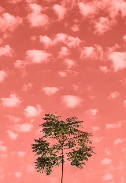 Ensam Gröna Träd Mot Himlen Med Moln Delikat Korall Färg — Stockfoto