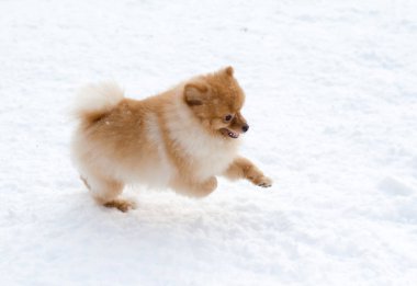 Komik küçük kırmızı Pomeranian kışın parkta bir yürüyüş üzerinde