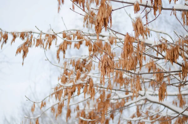 Fotografía Artística Las Ramas Rítmicas Del Árbol Invierno Adorno Natural — Foto de Stock