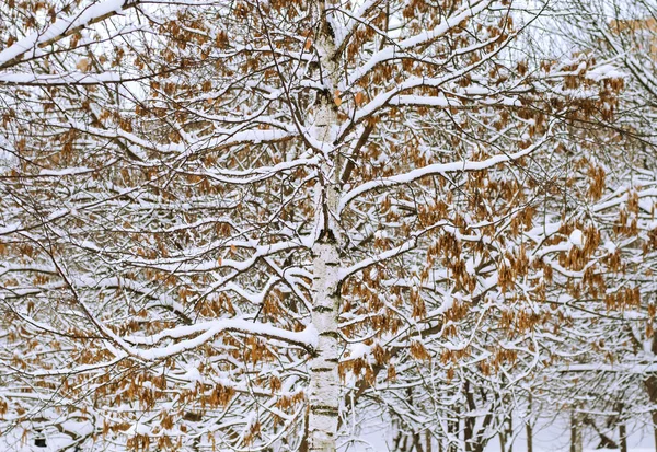 Art Photography Rhythmic Tree Branches Winter Natural Ornament — Stock Photo, Image