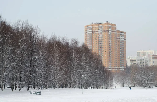 Зимова Прогулянка Засніженому Парку Свіже Повітря — стокове фото