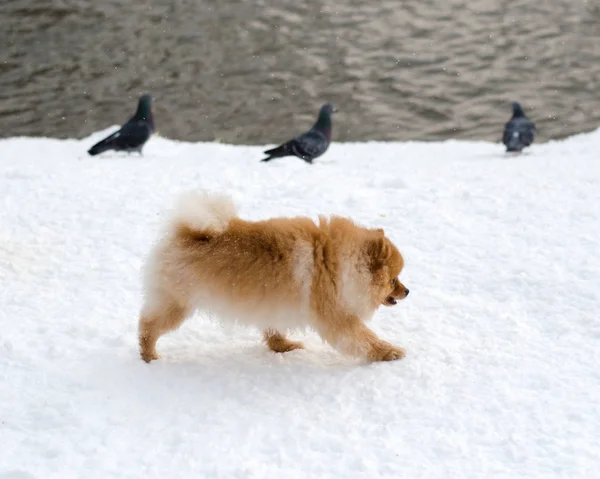 Komik küçük kırmızı Pomeranian kışın parkta bir yürüyüş üzerinde