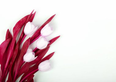 Gerçekçi olmayan izole Lale. Gençlik kartı için parlak tasarım