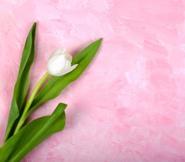 Pembe bir arka plan üzerinde hassas Beyaz Lale. Kartpostal