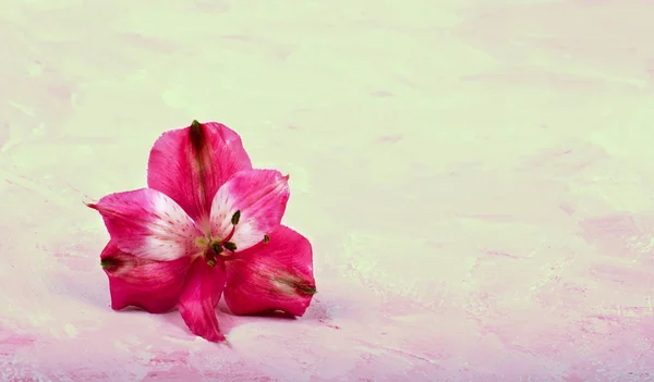 Flor rosa em um fundo delicado. Imagem de parabéns . — Fotografia de Stock