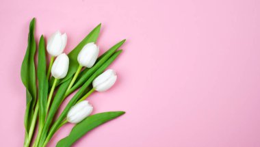 Pembe bir arka plan üzerinde hassas Beyaz Lale. Biryer tasarımınız için.