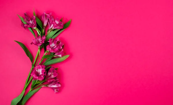 ピンクの背景の赤い花のお祝い花束 はがき — ストック写真