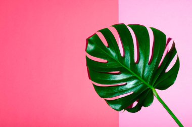 Pembe arka plan üzerinde monstera yeşil yaprak. Yazıt için boş alan. Yaz ruh hali