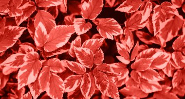 Cornus alba Bailhalo. Yaprakları ile bitki. Yaprakların uçları daha hafiftir..