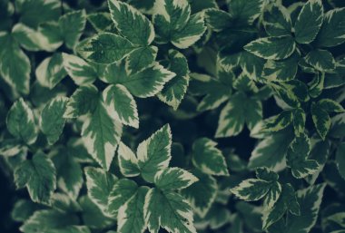 Cornus alba Bailhalo. Yaprakları ile bitki. Yaprakların uçları daha hafiftir..