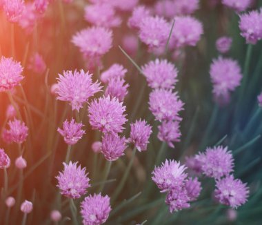 Küçük mor çiçekler. Güzel yaz arka plan. Güneş ışığı.