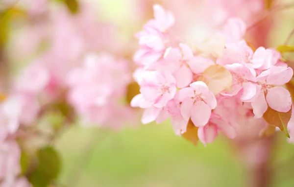 Fa finom rózsaszín virágokkal. Almafa a napfény. — Stock Fotó