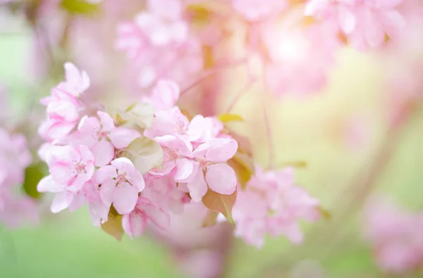 Fa finom rózsaszín virágokkal. Almafa a napfény. — Stock Fotó
