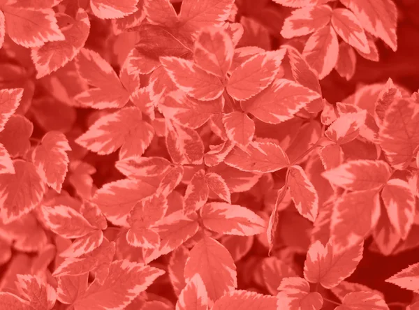 Cornus alba Bailhalo. Yaprakları ile bitki. Yaprakların uçları daha hafiftir..