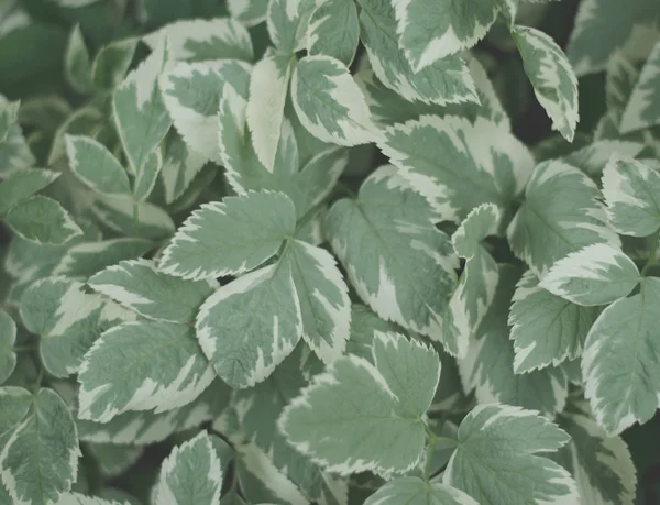 Cornus alba Bailhalo. Planta con hojas. Las hojas son más ligeras en los extremos . — Foto de Stock