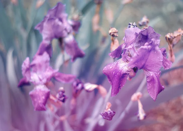 Fialový irises. Melancholická fotka. Nekontrastní fotografie. — Stock fotografie