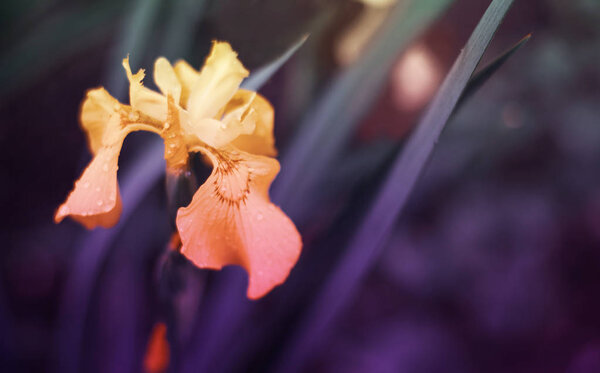 yellow irises. Melancholy picture. A non-contrast photo.