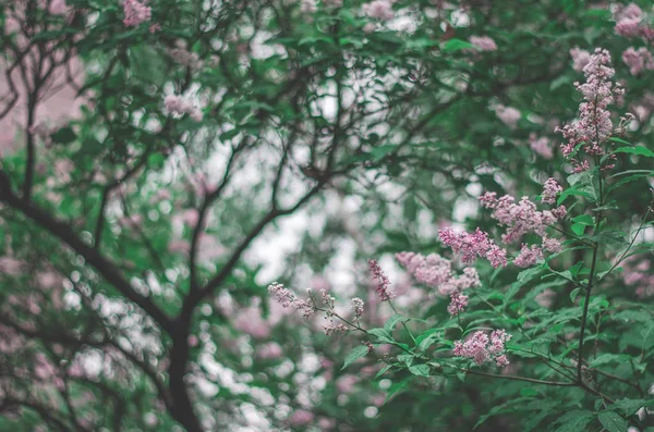 Melancholická fotografie. Lilac kvetoucí větve. Jemné pozadí. — Stock fotografie