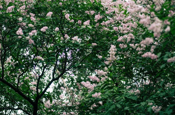 Melankolikus fotózás. Lilac virágzó ágak. Gyengéd háttér. — Stock Fotó