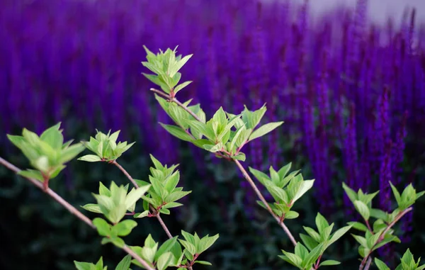 Feuilles vertes sur un fond de fleurs violettes. Lumineux belle photo . — Photo