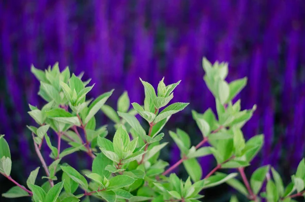 Foglie verdi su uno sfondo di fiori viola. Luminosa bella foto . — Foto Stock