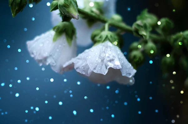 Bílé květiny na modrém pozadí. Kouzelná fotografie se světly. — Stock fotografie