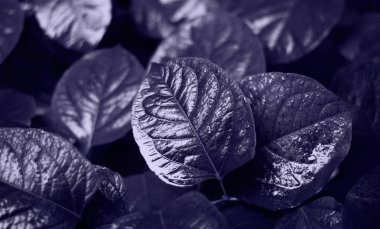 Karanlık bir arka planda parlak yaprakları. Parlak sulu resim. Güzel resim