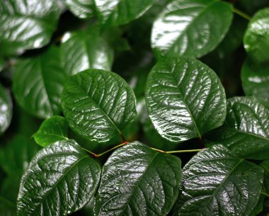 Karanlık bir arka planda parlak yaprakları. Parlak sulu resim. Güzel resim