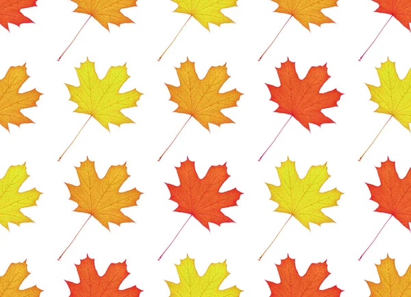 Μοτίβο των φωτεινών φύλλων σφενδάμου. Κίτρινα και πορτοκαλί χρώματα. Φυλλόπτωση. — Φωτογραφία Αρχείου