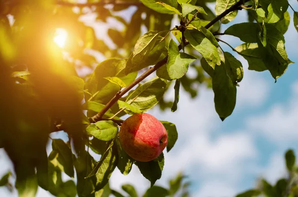 A red Apple hangs on an Apple tree branch. Sun ray. Village harvest.