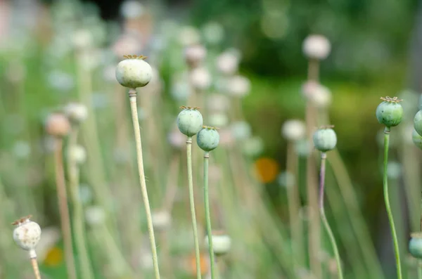 Poppies vybledly. Rostliny, zelené pozadí. Pozadí návrhu — Stock fotografie