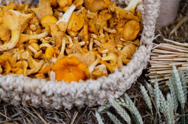 Portakallı mantarlar fuarda bir sepette. Sokak yemekleri festivali. Chanterelles adı verilen mantarlar.