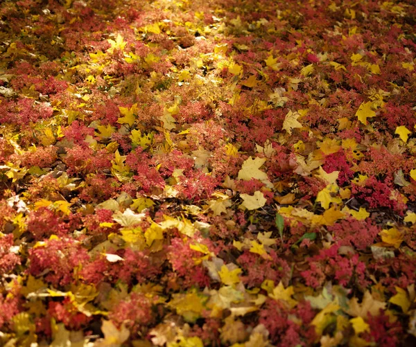 Fondo de hermosas hojas brillantes de otoño. Rayo solar . — Foto de Stock