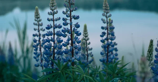 Prachtige Lupine Bloemen Natuur Zomer Avond Zonsondergang — Stockfoto