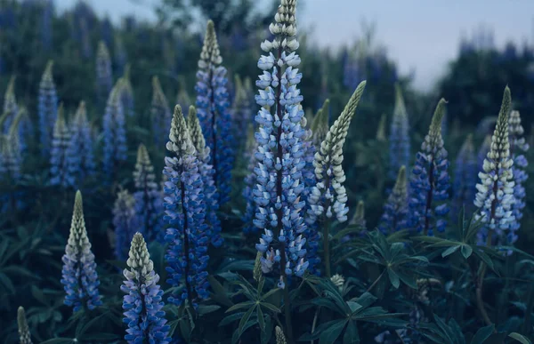 Vackra Lupiner Blommor Naturen Sommarkväll Solnedgång — Stockfoto