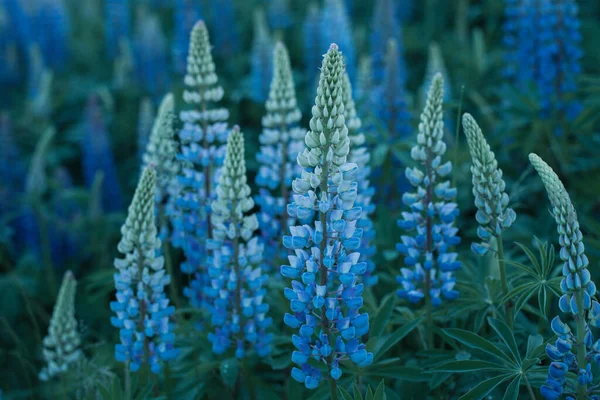 Prachtige Lupine Bloemen Natuur Zomer Avond Zonsondergang — Stockfoto