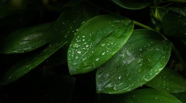 Yağmurdan sonra bitkiler. Parlak yeşil çimenler. Bir damla su. Yaz arkaplanı.